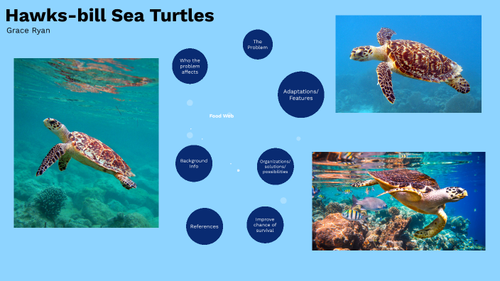 Hawksbill Sea Turtle by Grace Ryan on Prezi