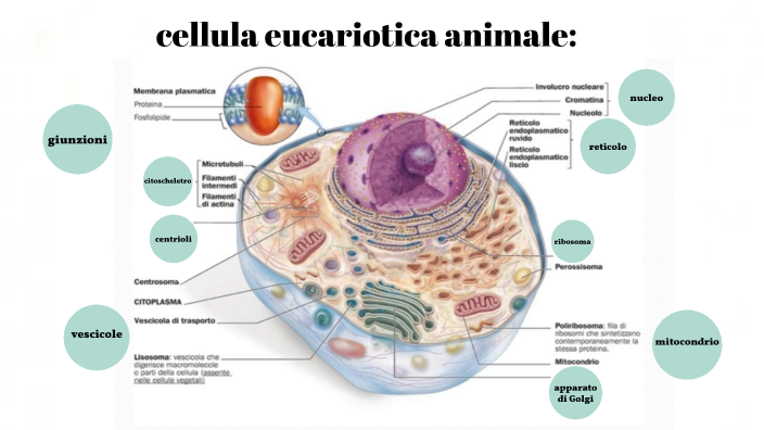 cellula eucariote animale by Lisa Milanese