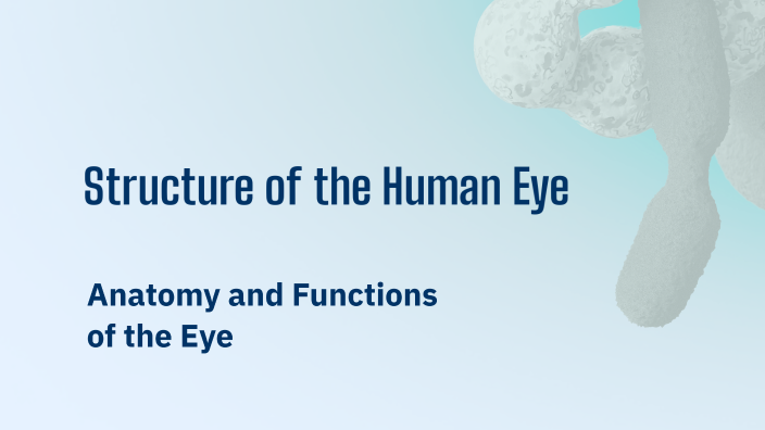 Structure of the Human Eye by Jaza chathanchery on Prezi