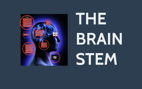 THE BRAIN STEM by on Prezi
