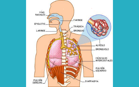 EL APARATO RESPIRATORIO by Suladajo friends on Prezi