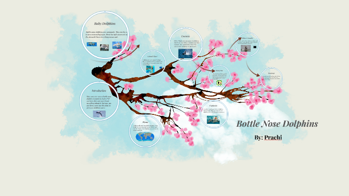 Bottlenose Dolphin by Prachi Wadhwani on Prezi