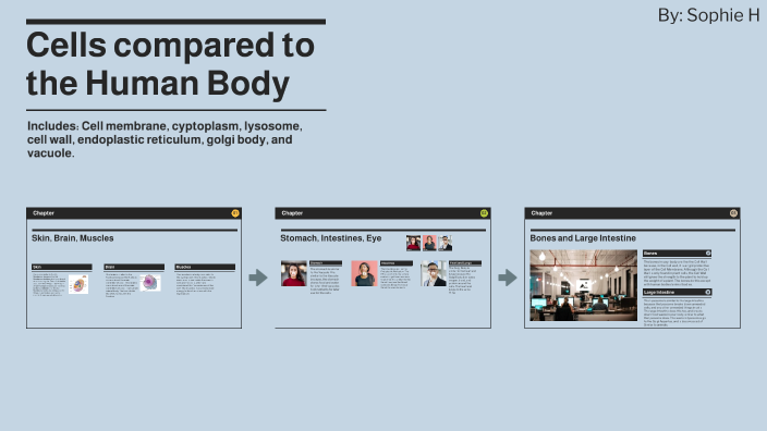 Cells compared to the human body by Sophie Hudzinski on Prezi