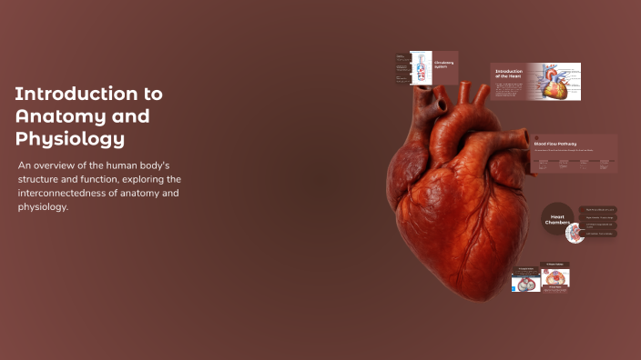 Introduction to Anatomy and Physiology by Ali Manta on Prezi