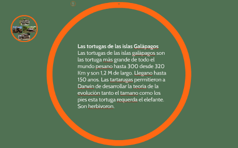 Las tortugas de las islas Galàpagos by matteo rambo on Prezi