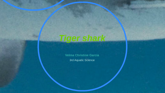Tiger shark by velma garcia on Prezi