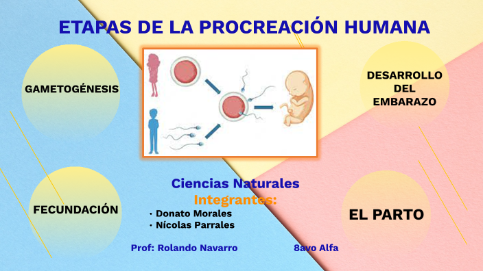 Etapas de la Procreación Humana by Ninoskitaa on Prezi
