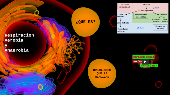 Respiración Aerobia Y Anaerobia By Juan Jose Ramirez Montes On Prezi 9527