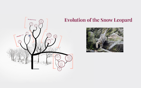 Evolution Of The Snow Leopard By Kirsty McKay On Prezi