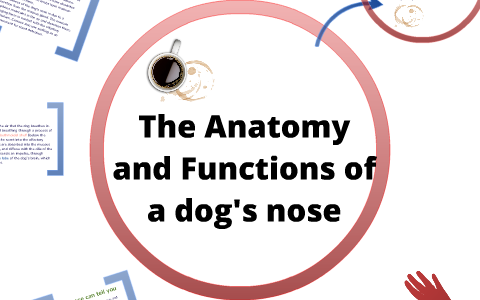 The Anatomy and Functions of a Canine's Nose by Valerie W on Prezi