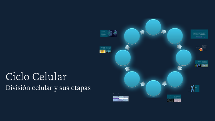 Ciclo Celular by Juan jose on Prezi