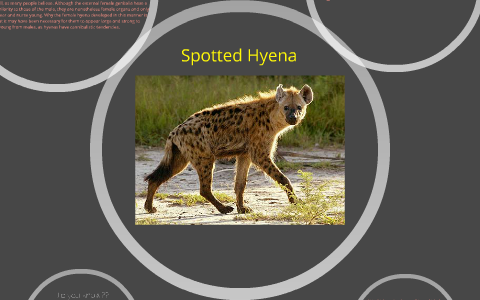 Spotted Hyena by Brianna Klass on Prezi