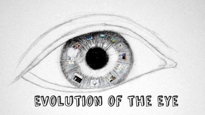 Evolution Of The Eye By Rachel Maciejewski