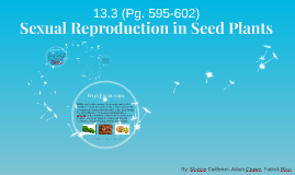 Sexual Reproduction In Seed Plants By Moisse Calderon