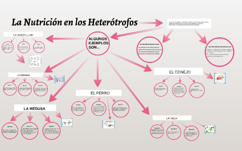 La Nutrición en los Heterótrofos by on Prezi