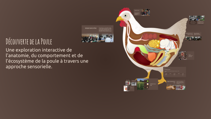 Découverte de la Poule by Dumont Loane on Prezi