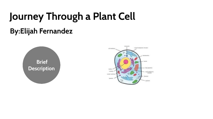 Journey Through an Animal Cell by Elijah Fernandez on Prezi