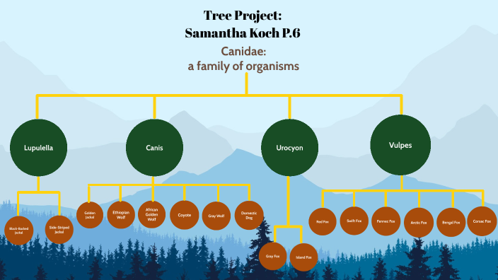 Samantha Interactive Cladogram by Samantha Koch on Prezi