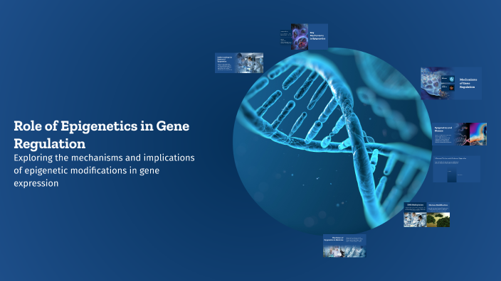 Role of Epigenetics in Gene Regulation by Ava N on Prezi