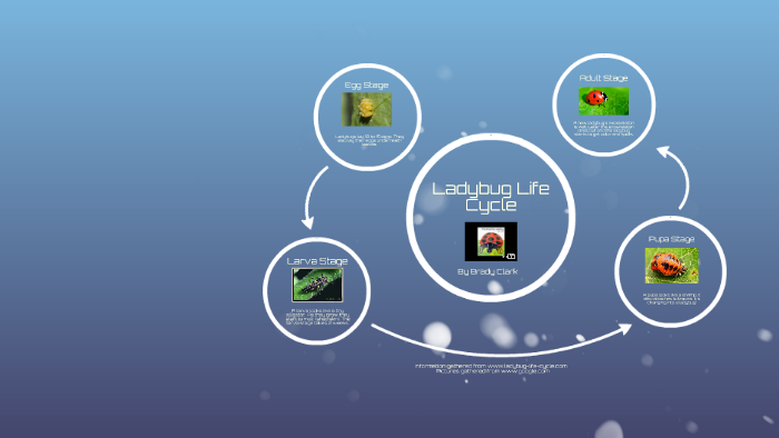 Brady Clark - Ladybug Life Cycle by Shanna Bottongino on Prezi