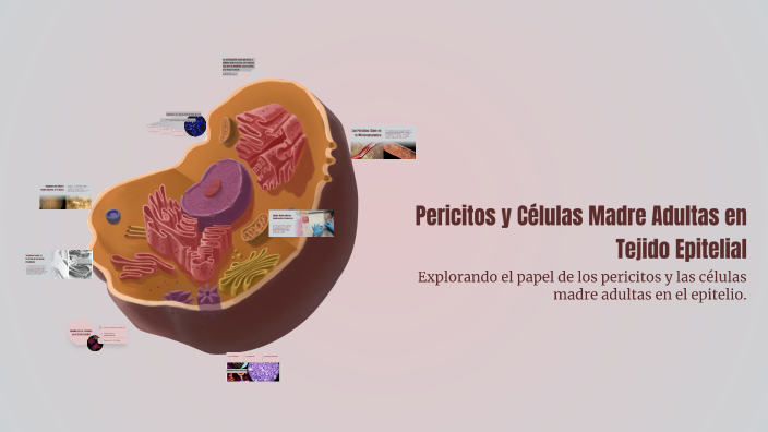 Pericitos y Células Madre Adultas en Tejido Epitelial by Manuel Ignacio ...
