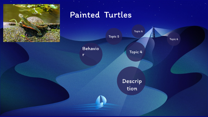 painted turtle by Megan Hawn on Prezi