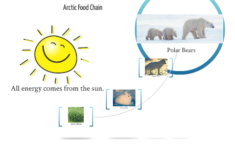 polar bear food web