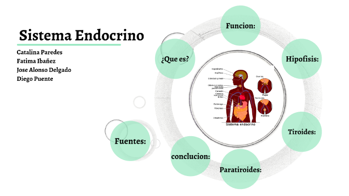 sistema endocrino by Catalina PAREDES VIZCARDO on Prezi