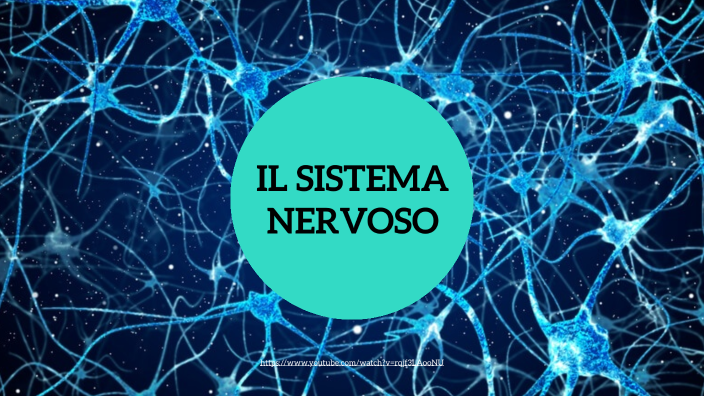 Il Sistema Nervoso By Valentina Mattiussi On Prezi