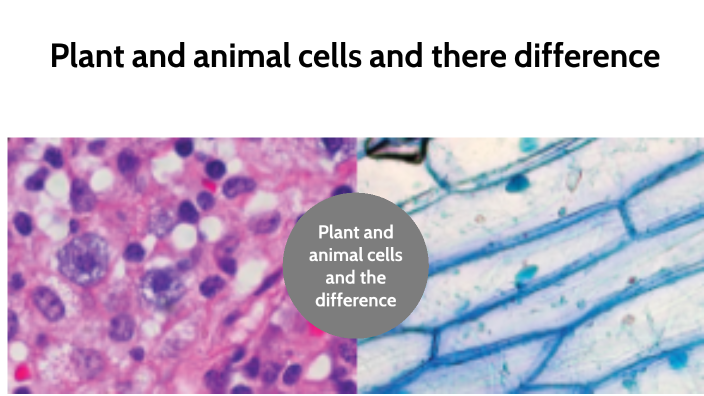 CHOICE PROJECT Plant and Animal Cells by Joselyn Preece on Prezi