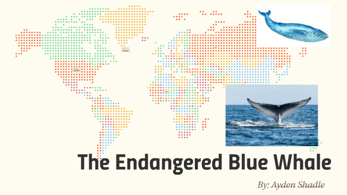 endangered species blue whale essay