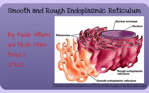 Endoplasmic Reticulum Organelle Diagram Coloring Page and Reading Page