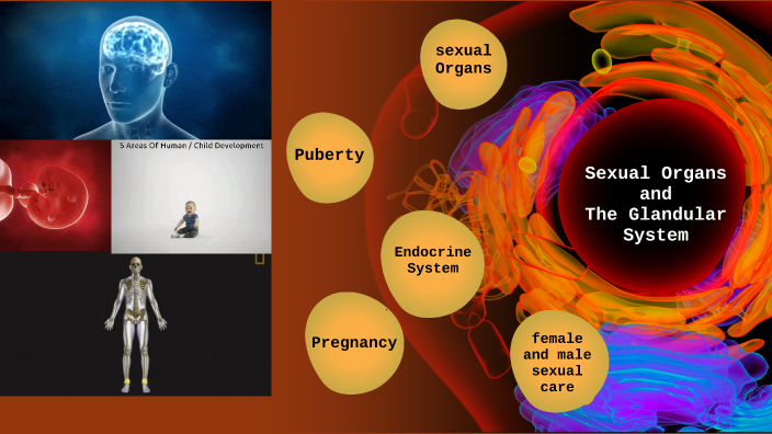 Sexual Organs Sexual Organs and the Glandular System by angelica rodriguez aranda on ...