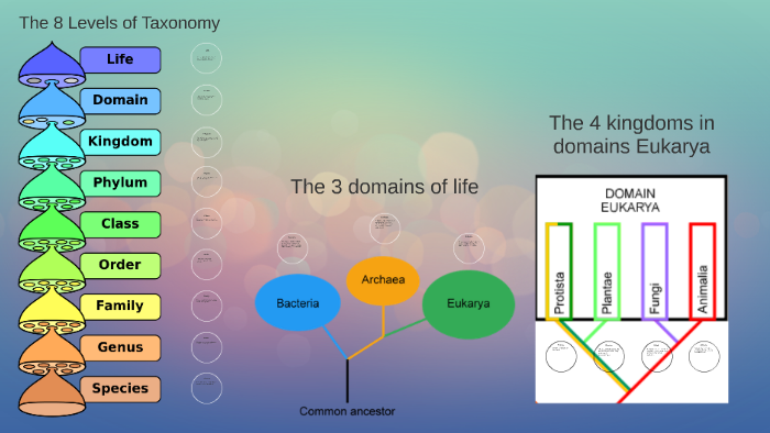 The 8 Levels of Taxonomy by Carlie Ochs