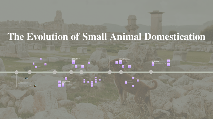 The Evolution of Small Animal Domestication by Allana Heard on Prezi
