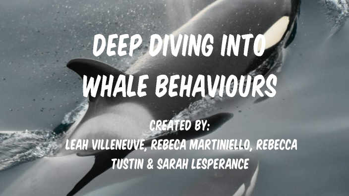 Deep Diving Into Whale Behaviours by sarah lesperance on Prezi