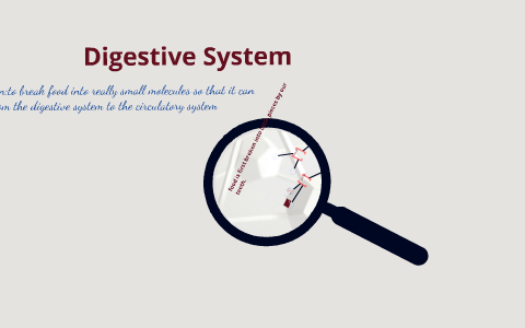 Digestive System by Nicolas Chaves on Prezi