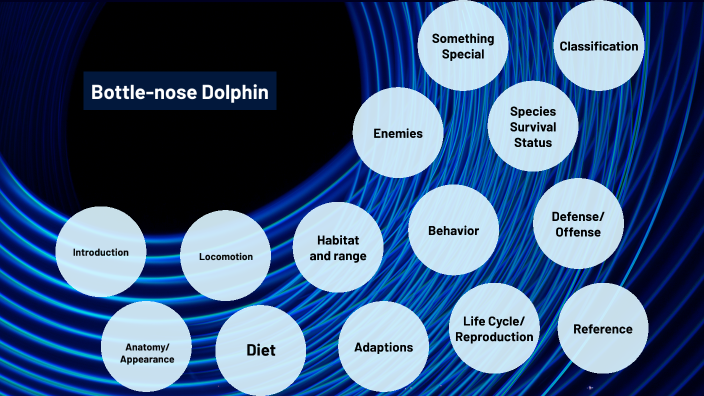 Bottlenose Dolphin by Jonathan Andrus on Prezi