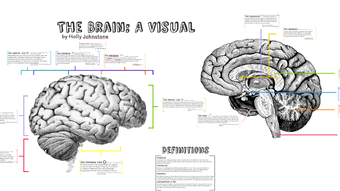 The Brain: A Visual by Holly Johnstone on Prezi