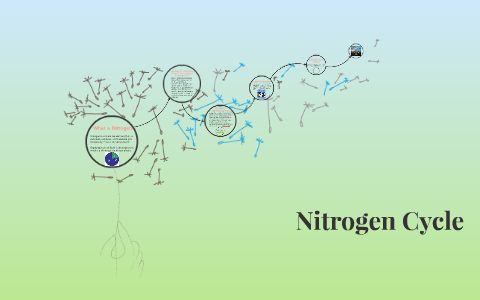 Nitrogen Cycle by Jazmin Duarte on Prezi