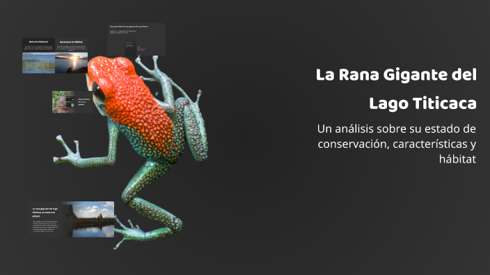 Rezi Rana La Rana Gigante del Lago Titicaca by Diana Aguirre Lopez on Prezi