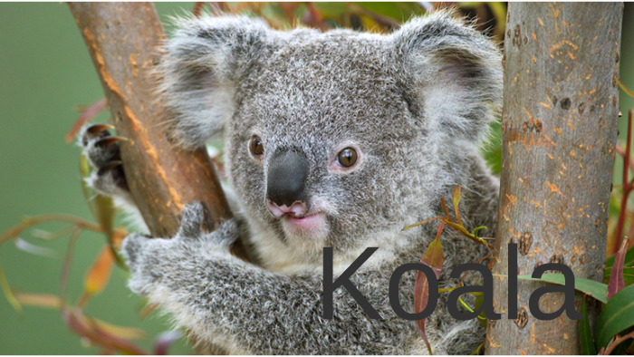 koala presentation english