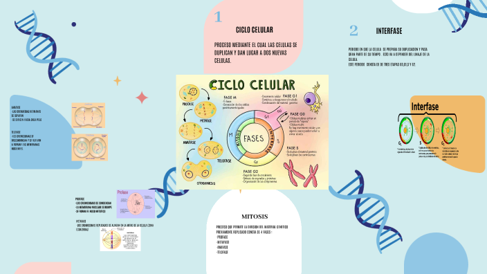 CICLO CELULAR by ANGELA KARINA BERMEO BRIONES on Prezi