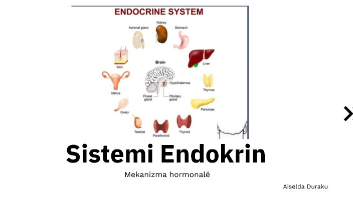 Sistemi Endokrin By Aiselda Duraku On Prezi