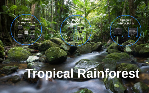 Tropical Trainforest by Samantha Cousino on Prezi