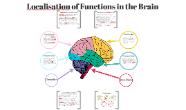 Localisation Of Functions Of The Brain By Rachel D