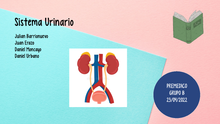 Sistema Urinario by Camilo Barrionuevo on Prezi