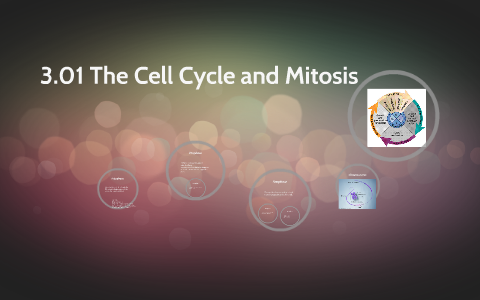 3.01 The Cell Cycle and Mitosis by Aaron Chapman on Prezi