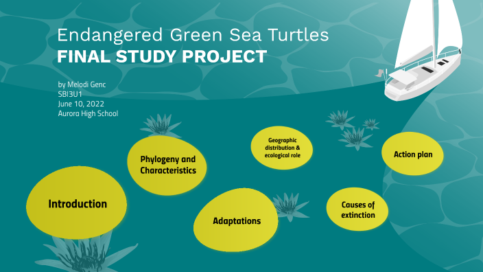 Green Sea Turtles - Melodi - BIO FINAL PROJECT by melodi genc on Prezi