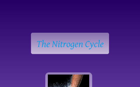 The Nitrogen Cycle by maria madrigal on Prezi